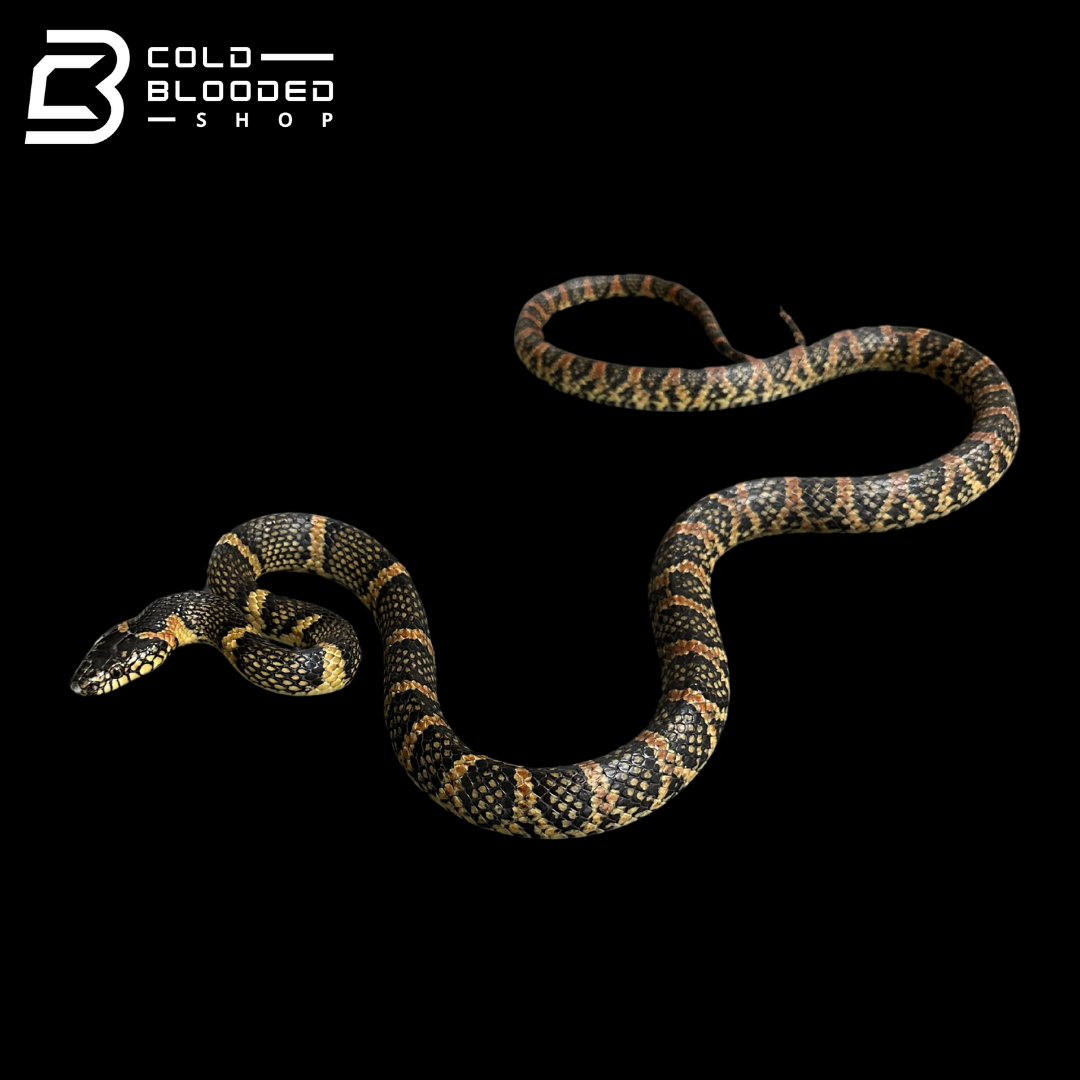 Ryukyu odd-tooth snake - Lycodon semicarinatus
