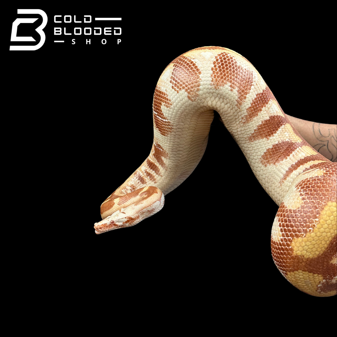 Giant Adult Female T- Albino Blood Python - Python brongersmai