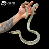 Blue Red-tailed Green Rat Snake - Gonyosoma oxycephalum