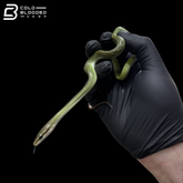 Captive Bred Blue Red-tailed Green Rat Snake - Gonyosoma oxycephalum
