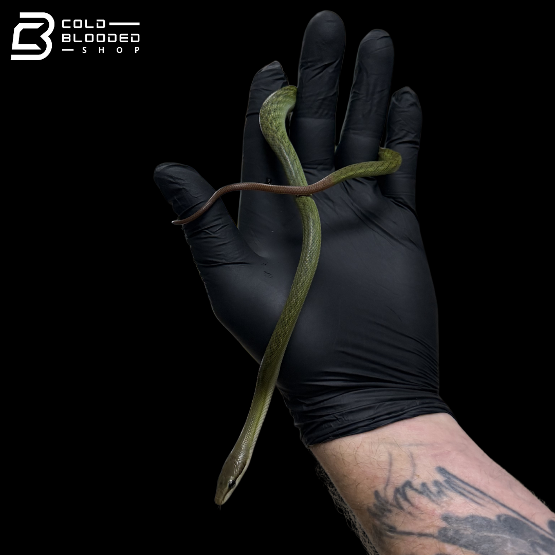 Captive Bred Blue Red-tailed Green Rat Snake - Gonyosoma oxycephalum