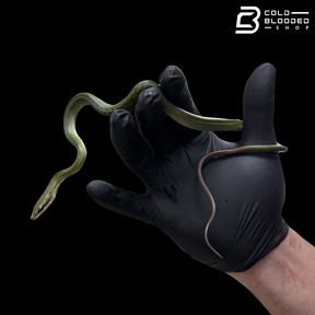 Captive Bred Blue Red-tailed Green Rat Snake - Gonyosoma oxycephalum