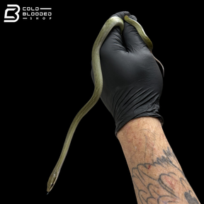 Captive Bred Blue Red-tailed Green Rat Snake - Gonyosoma oxycephalum