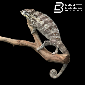 Nosy Boraha Panther Chameleon - Furcifer pardalis #2