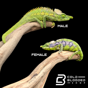 Adult Antimena Chameleon Pair - Furcifer antimena