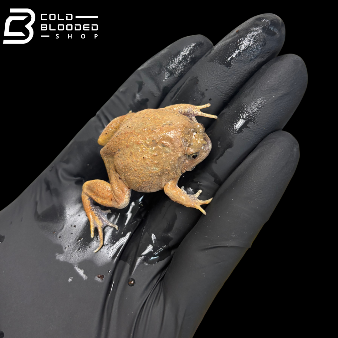 Rana de caca de pájaro vietnamita - Theloderma asperum