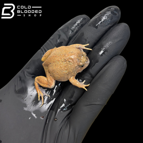Rana de caca de pájaro vietnamita - Theloderma asperum