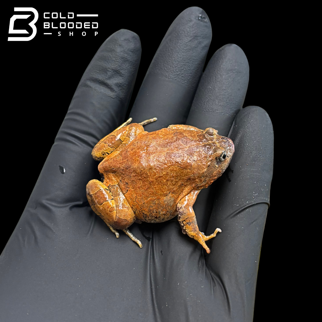 Rana de caca de pájaro vietnamita - Theloderma asperum