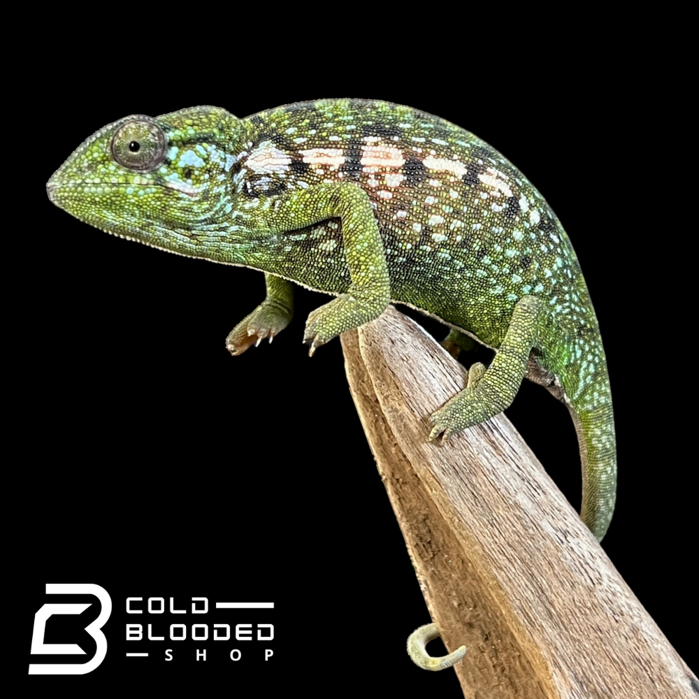Green Chameleon - Furcifer viridis