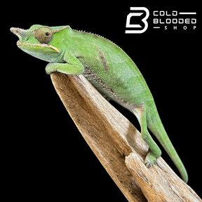Bifidus Chameleons - Furcifer bifidus
