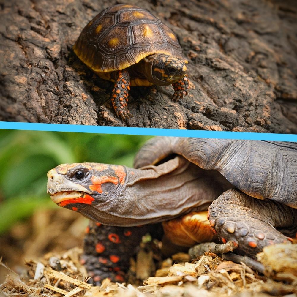 Baby-Red-Footed-Tortoise-info-Cold-Blooded-Shop