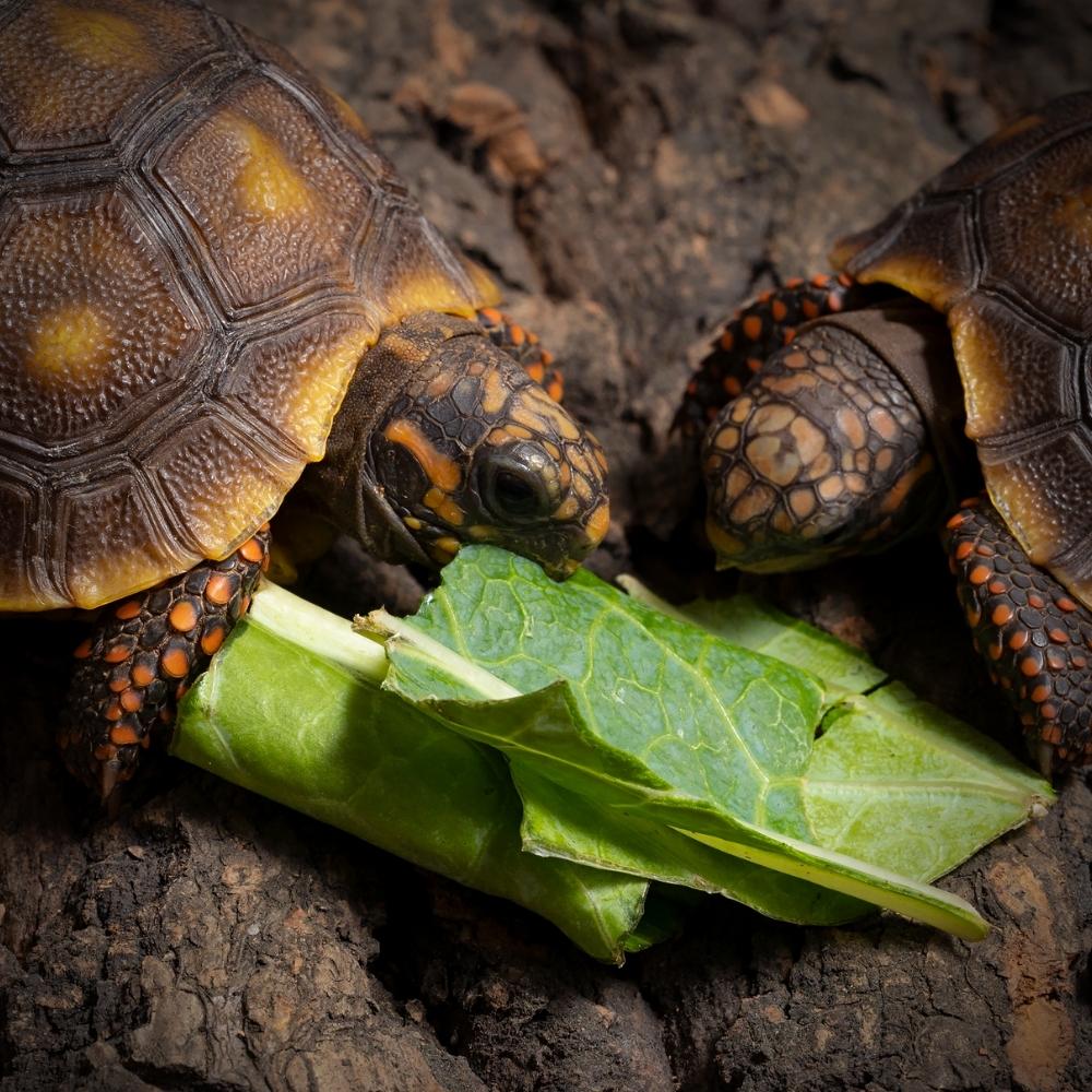 Baby-Red-Footed-Tortoise-eating-Cold-Blooded-Shop