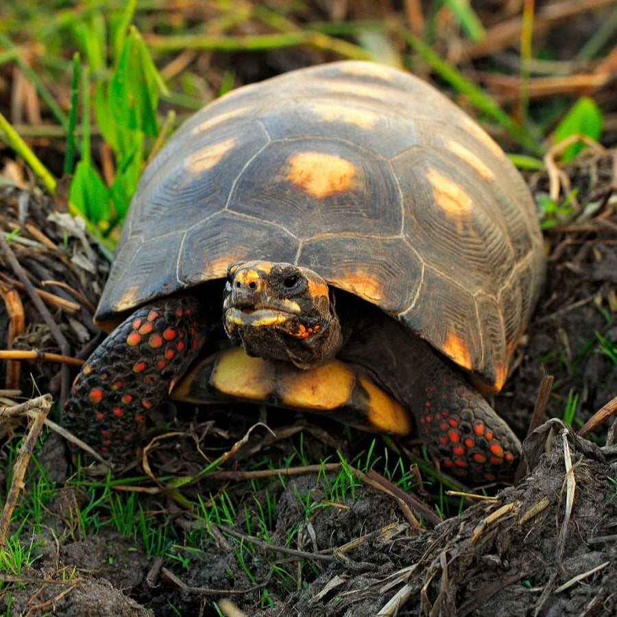 Baby Red-foot Tortoises - Chelonoidis carbonaria