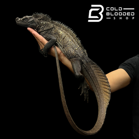 Adult Black Sailfin Dragon Lizard - Hydrosaurus celebensis