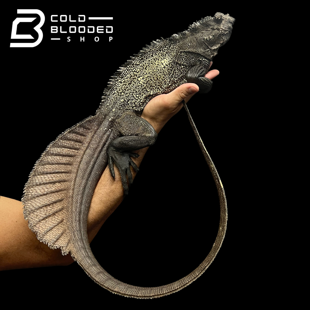 Adult Black Sailfin Dragon Lizard - Hydrosaurus celebensis - Cold Blooded Shop