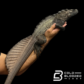 Adulto Negro Lagarto Dragón Sailfin - Hydrosaurus celebensis