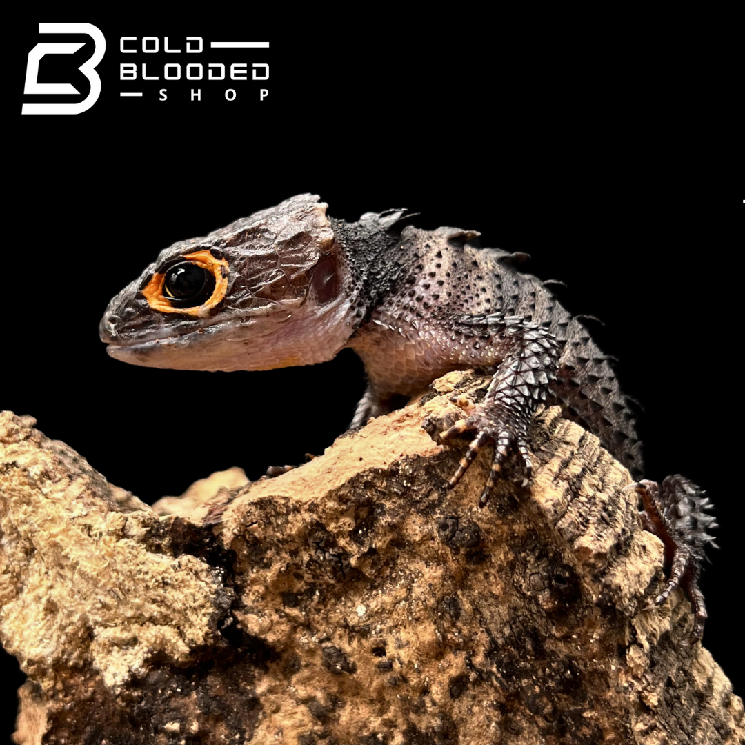 Eslizón de cocodrilo de ojos rojos - Tribolonotus gracilis