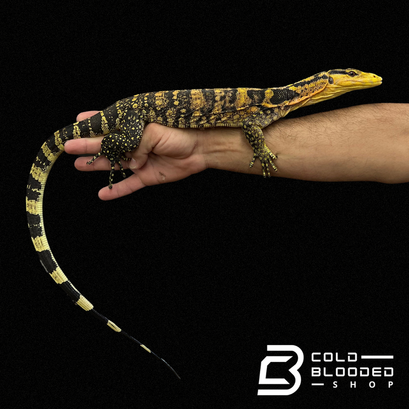 Juvenile Yellow-headed Water Monitor - Varanus cumingi