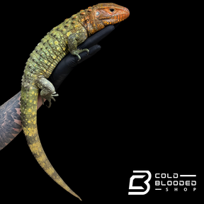 Lagarto caimán - Dracaena guianensis