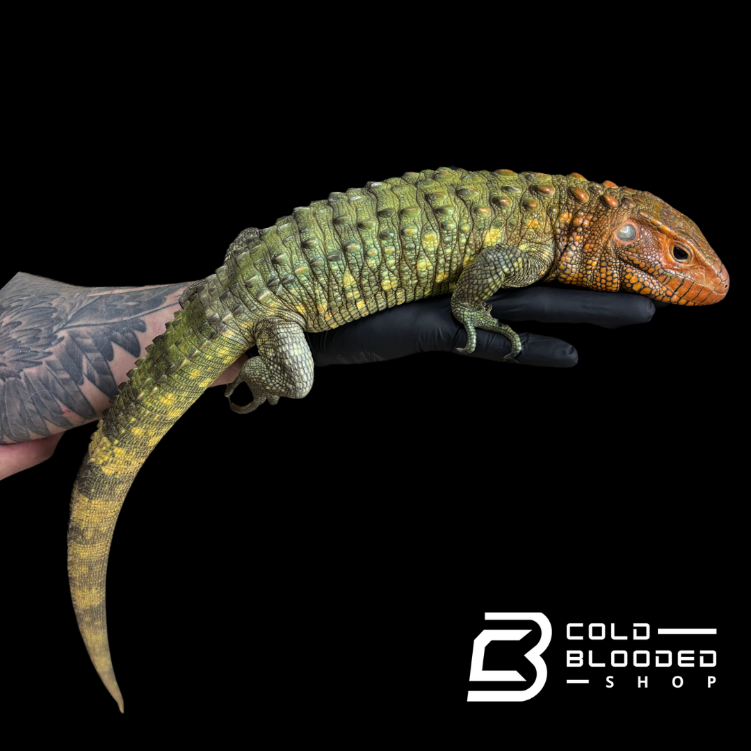 CBB Caiman Lizard female #1 sub adult (Costa Rica zoo stock)- Dracaena guianensis