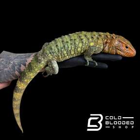 Lagarto caimán - Dracaena guianensis