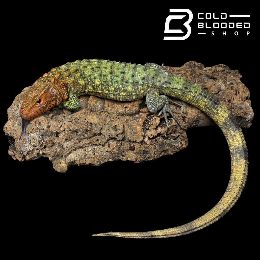 CBB Caiman Lizard female #1 sub adult (Costa Rica zoo stock)- Dracaena guianensis