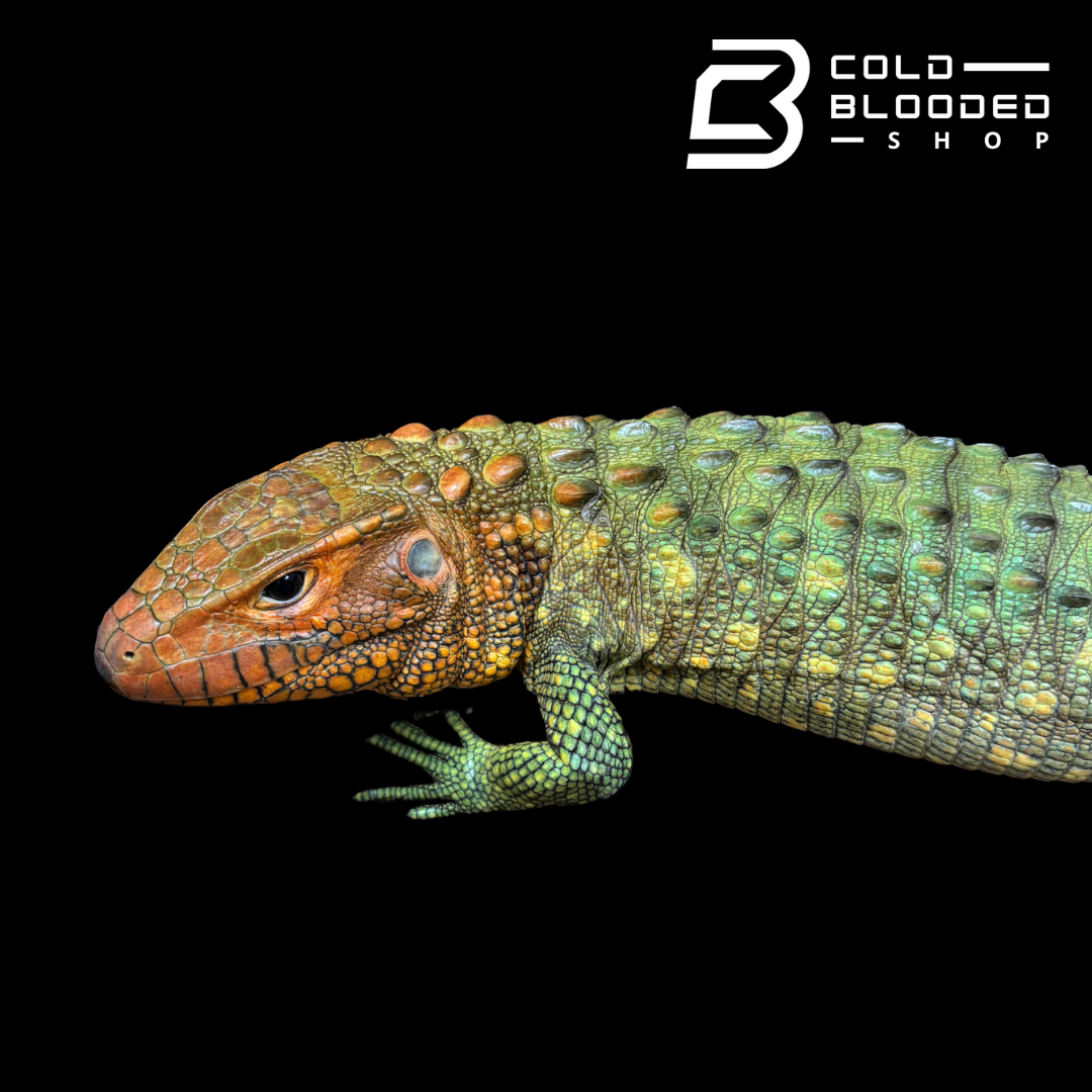 dracaena guianensis for sale CBB Caiman Lizard female #1 sub adult (Costa Rica zoo stock)- Dracaena