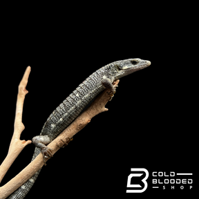 Juvenile Calico Mexican Alligator Lizard - Abronia lythrochila