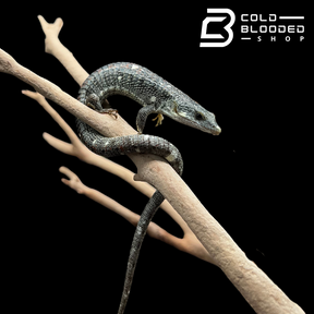 Juvenile Calico Mexican Alligator Lizard - Abronia lythrochila