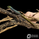 Cameroon Dwarf Gecko's - Lygodactylus Conraui
