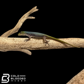 Cameroon Dwarf Gecko's - Lygodactylus Conraui