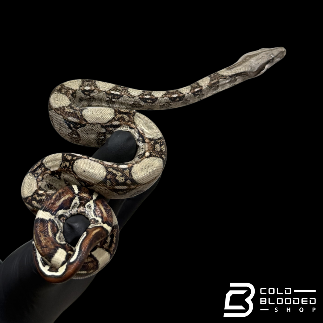 Columbian Red-Tailed Boas - Boa constrictor imperator