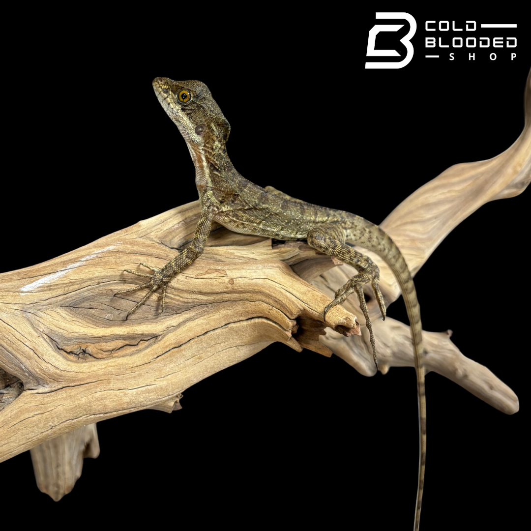 Common basilisk - Basiliscus basiliscus