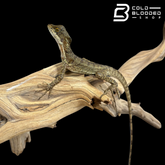 Common basilisk - Basiliscus basiliscus