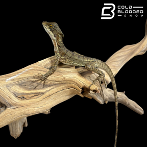 Common basilisk - Basiliscus basiliscus