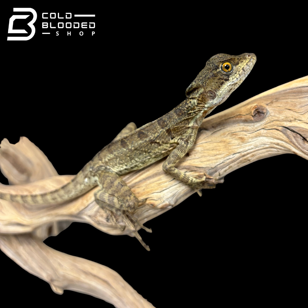 Common basilisk - Basiliscus basiliscus