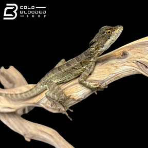 Common basilisk - Basiliscus basiliscus