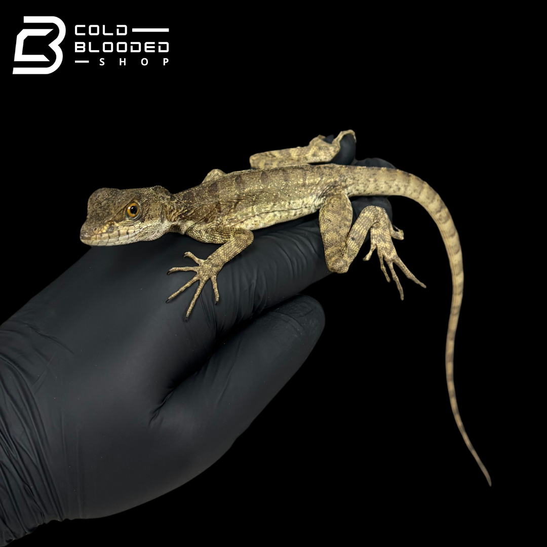 Common basilisk - Basiliscus basiliscus