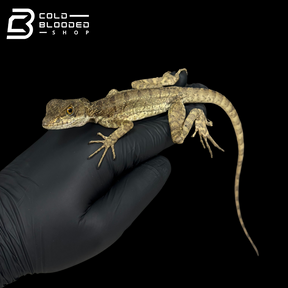 Common basilisk - Basiliscus basiliscus