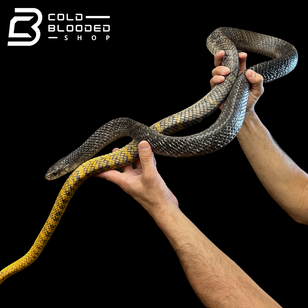 Adult Yellow Tailed Cribos - Drymarchon corais - Cold Blooded Shop
