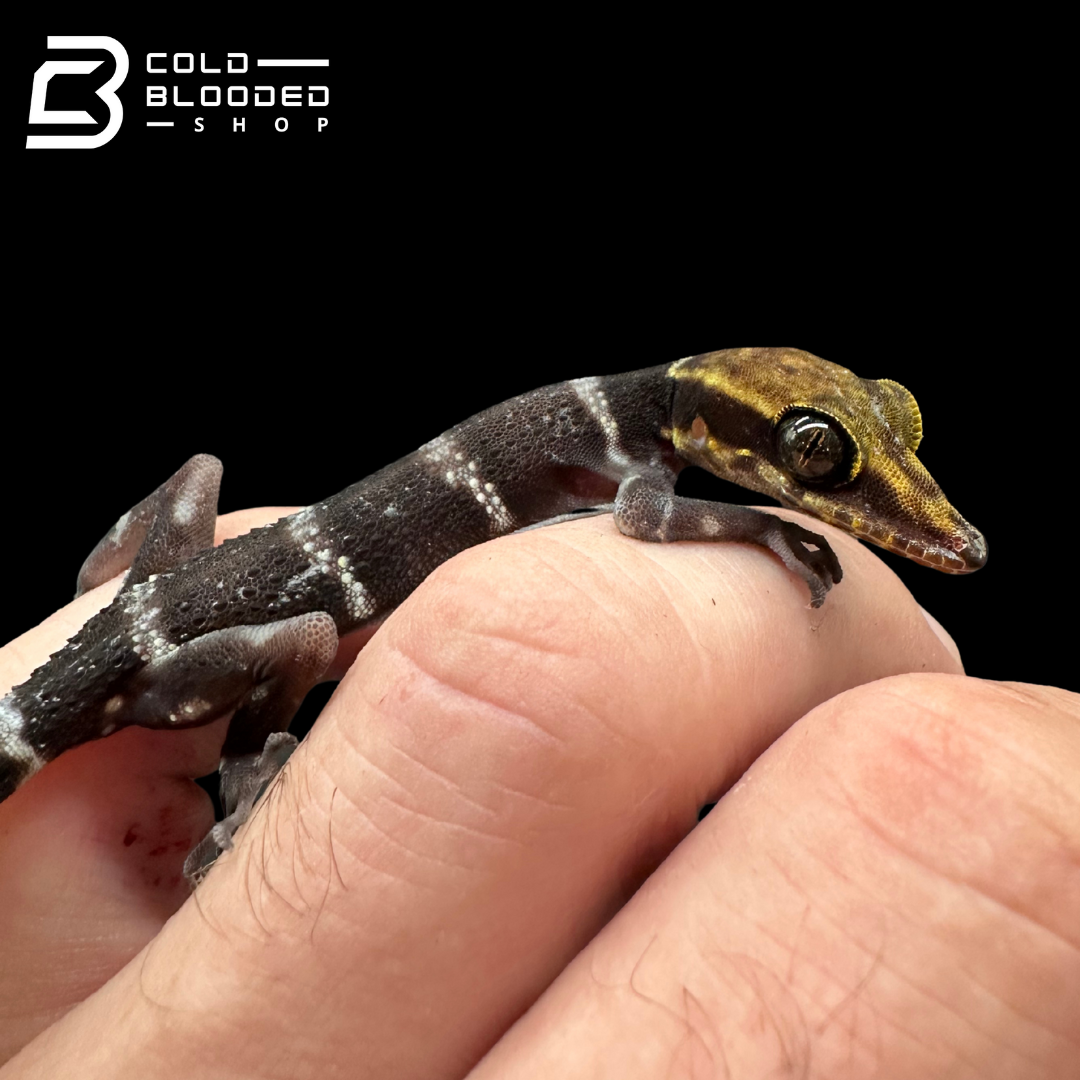 Ba Den bent-toed Gecko - Cyrtodactylus badenesnsis