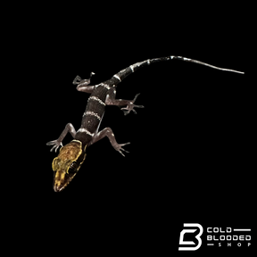 Ba Den bent-toed Gecko - Cyrtodactylus badenesnsis