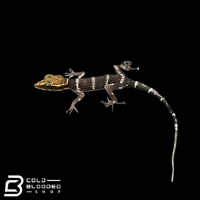 Ba Den bent-toed Gecko - Cyrtodactylus badenesnsis