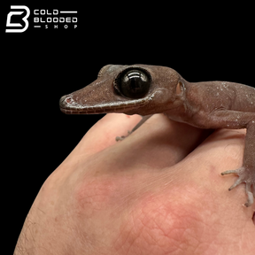 Black-eyed Bent-toed Gecko - Cyrtodactylus nigriocularis