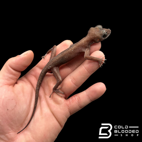 Black-eyed Bent-toed Gecko - Cyrtodactylus nigriocularis