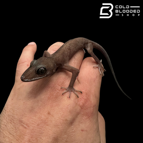 Black-eyed Bent-toed Gecko - Cyrtodactylus nigriocularis