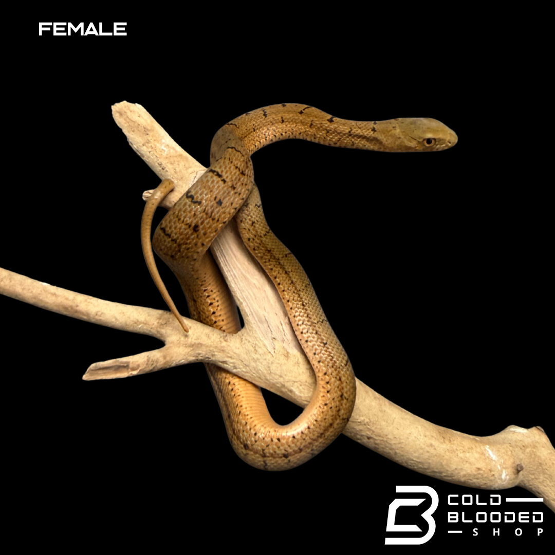 Serpiente rata rey china