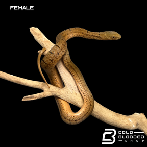 Serpiente rata rey china