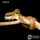 Serpiente rata rey china