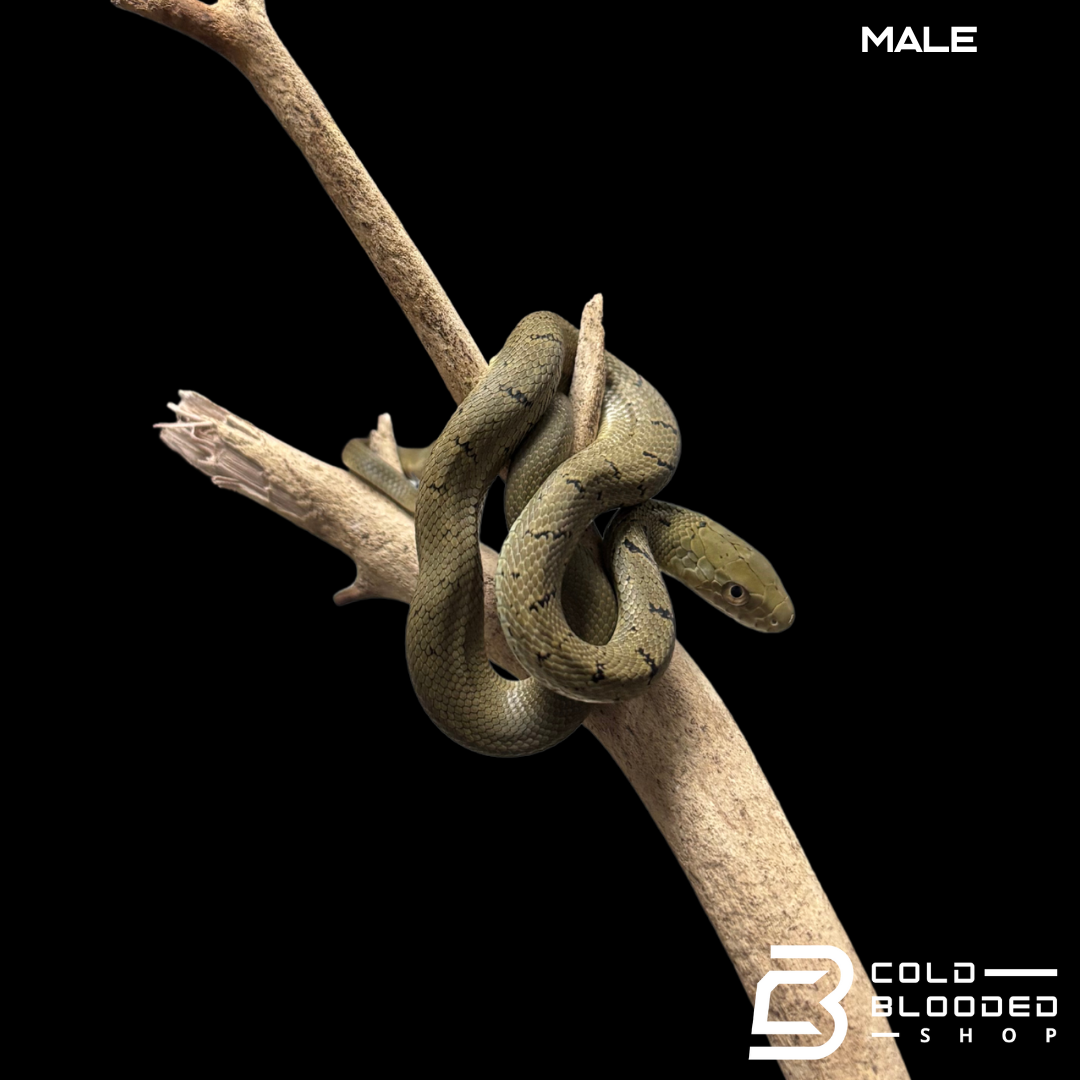 Serpiente rata rey china